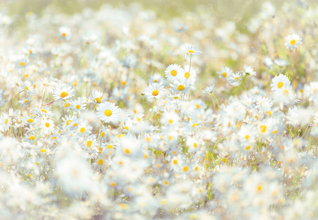 Papier Fototapete | Daisies | 368 x 254 cm