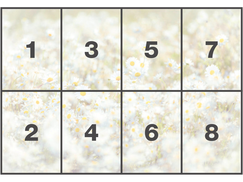 Papier Fototapete | Daisies | 368 x 254 cm