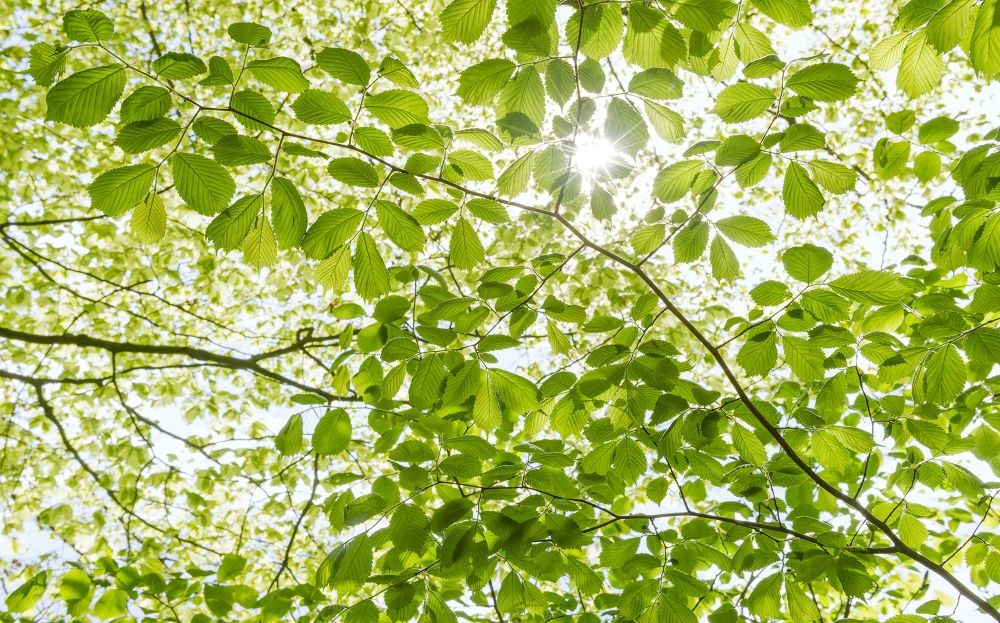 Komar | Vlies Fototapete | Im Frühlingswald