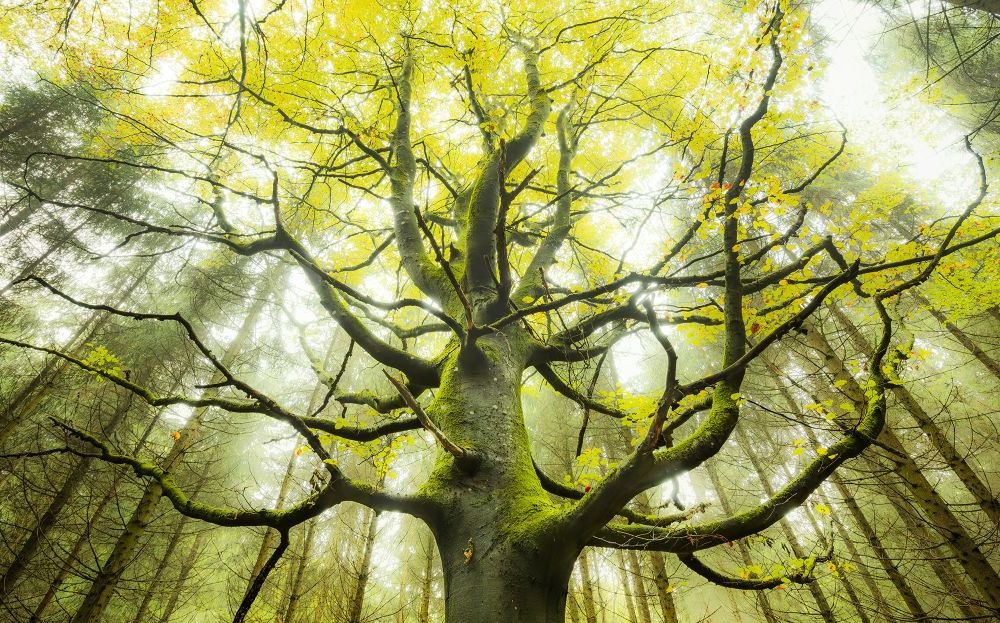 Komar | Vlies Fototapete | Der Traumbaum