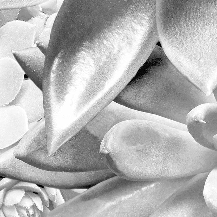 Dot | selbstklebende Vlies Fototapete | Echeveria | 125 x 125 cm