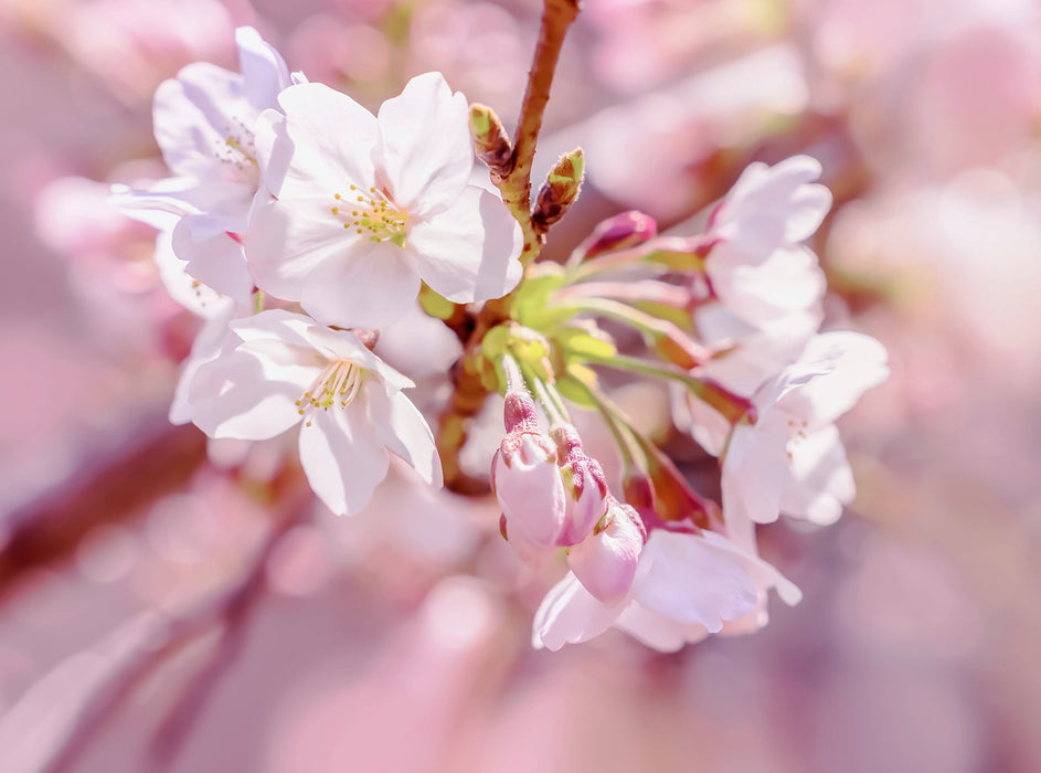 Vlies Fototapete | Pink Blossom | 248 x 184 cm