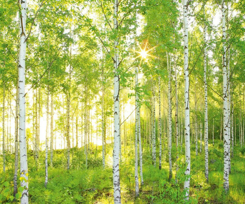 Komar | Vlies Fototapete | Sunday