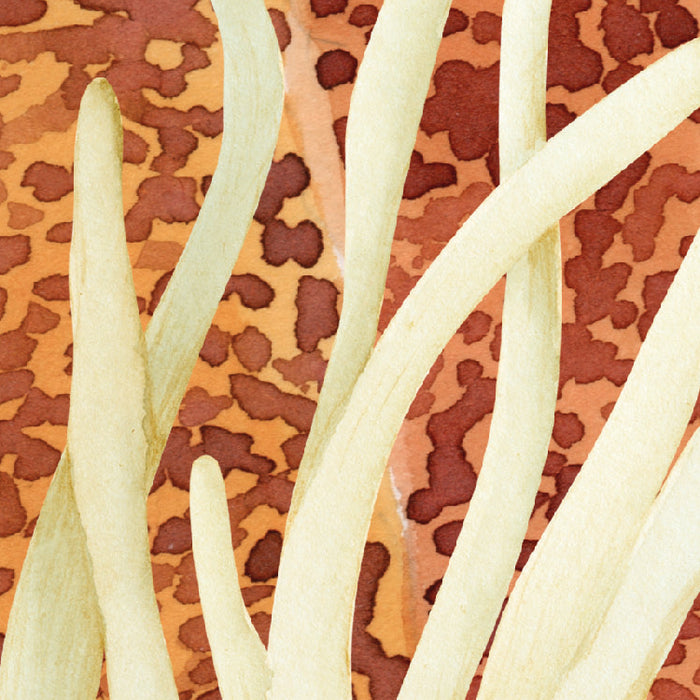 Komar NEU | Digitaldruck Vlies Fototapete - Coral World - Größe 350 x 250 cm