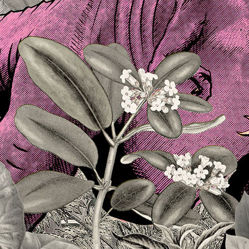 Digitaldruck Vlies Fototapete | Pinky | 350 x 280 cm