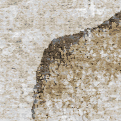 Komar NEU | Digitaldruck Vlies Fototapete - Rustic Roses - Größe 200 x 250 cm