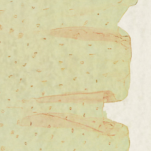 Komar NEU | Digitaldruck Vlies Fototapete - Catchy Corals - Größe 200 x 250 cm