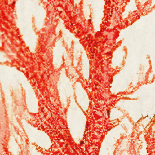 Komar NEU | Digitaldruck Vlies Fototapete - Catchy Corals - Größe 200 x 250 cm