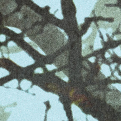 Komar NEU | Digitaldruck Vlies Fototapete - Whispering Woods - Größe 400 x 250 cm