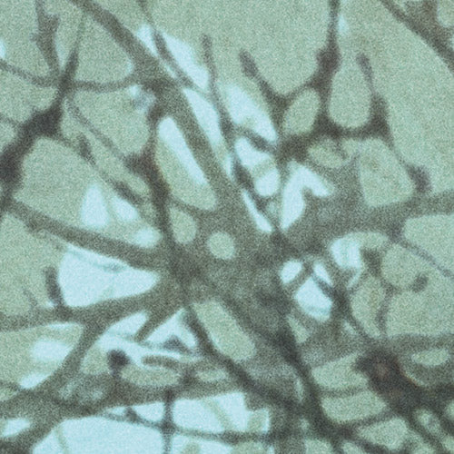 Komar NEU | Digitaldruck Vlies Fototapete - Whispering Woods - Größe 400 x 250 cm