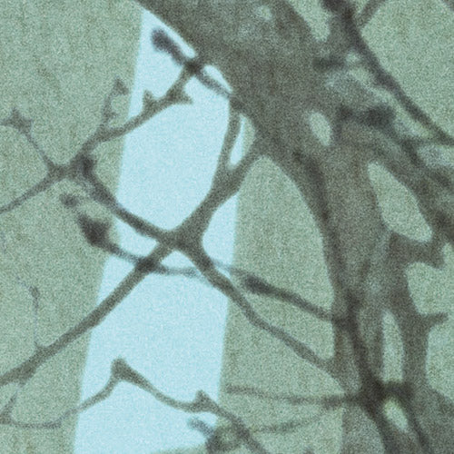 Komar NEU | Digitaldruck Vlies Fototapete - Whispering Woods - Größe 400 x 250 cm