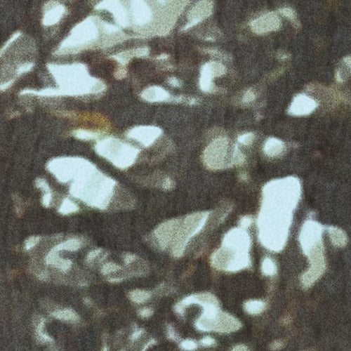 Digitaldruck Vlies Fototapete | Whispering Woods | 400 x 250 cm
