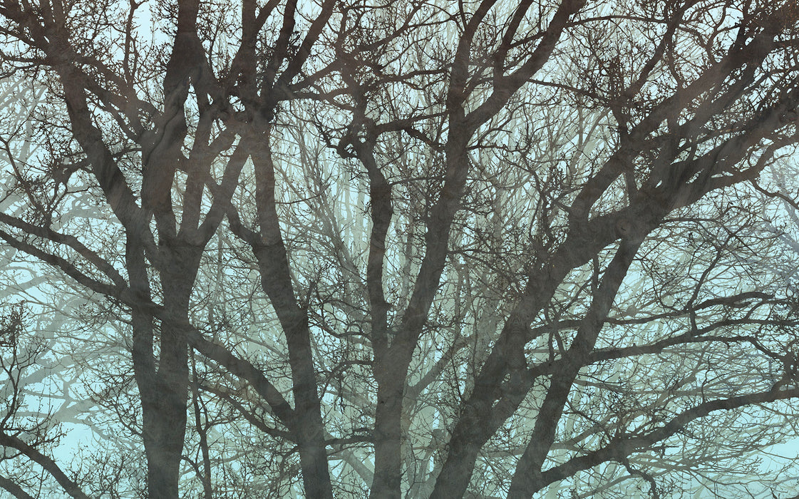 Digitaldruck Vlies Fototapete | Whispering Woods | 400 x 250 cm