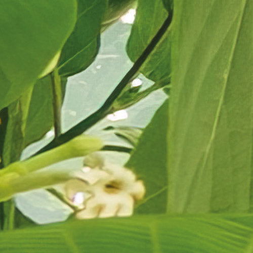 Komar NEU | Digitaldruck Vlies Fototapete - Climber Canopy - Größe 300 x 250 cm