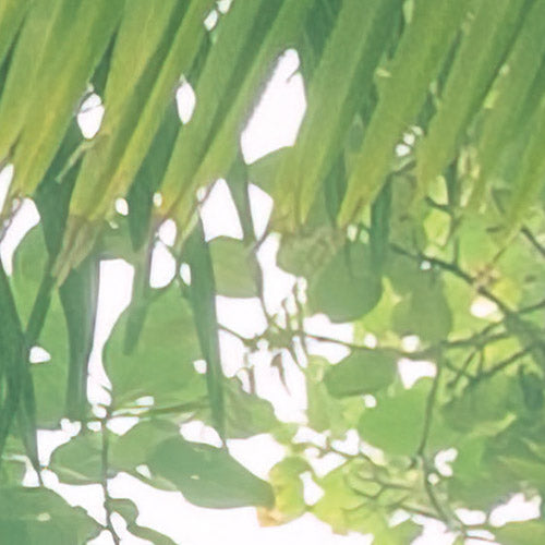 Komar NEU | Digitaldruck Vlies Fototapete - Climber Canopy - Größe 300 x 250 cm