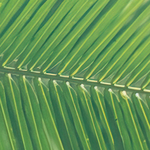 Komar NEU | Digitaldruck Vlies Fototapete - Climber Canopy - Größe 300 x 250 cm