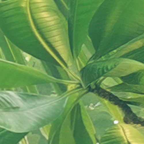 Komar NEU | Digitaldruck Vlies Fototapete - Climber Canopy - Größe 300 x 250 cm