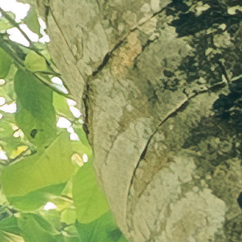 Komar NEU | Digitaldruck Vlies Fototapete - Climber Canopy - Größe 300 x 250 cm