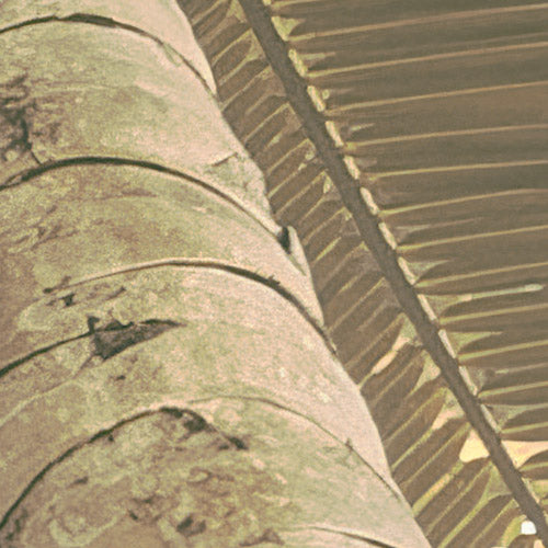 Komar NEU | Digitaldruck Vlies Fototapete - Palms Panorama - Größe 300 x 250 cm