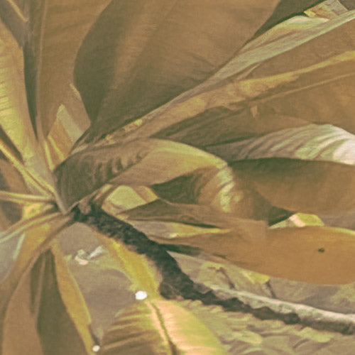 Digitaldruck Vlies Fototapete | Palms Panorama | 300 x 250 cm