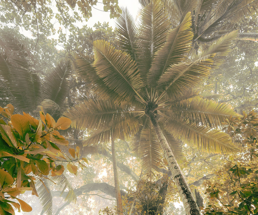Digitaldruck Vlies Fototapete | Palms Panorama | 300 x 250 cm