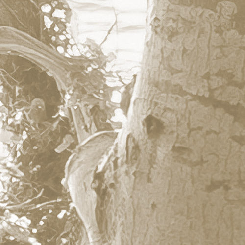 Komar NEU | Digitaldruck Vlies Fototapete - Bleached Birch - Größe 400 x 250 cm