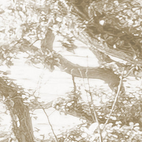 Komar NEU | Digitaldruck Vlies Fototapete - Bleached Birch - Größe 400 x 250 cm