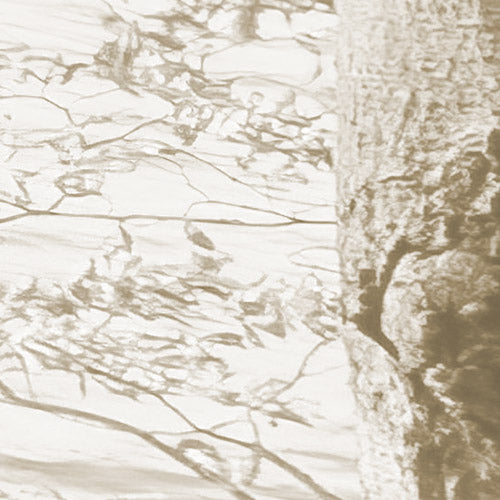 Komar NEU | Digitaldruck Vlies Fototapete - Bleached Birch - Größe 400 x 250 cm