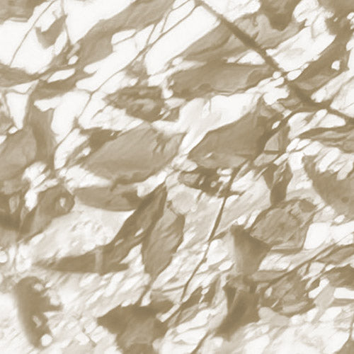 Komar NEU | Digitaldruck Vlies Fototapete - Bleached Birch - Größe 400 x 250 cm