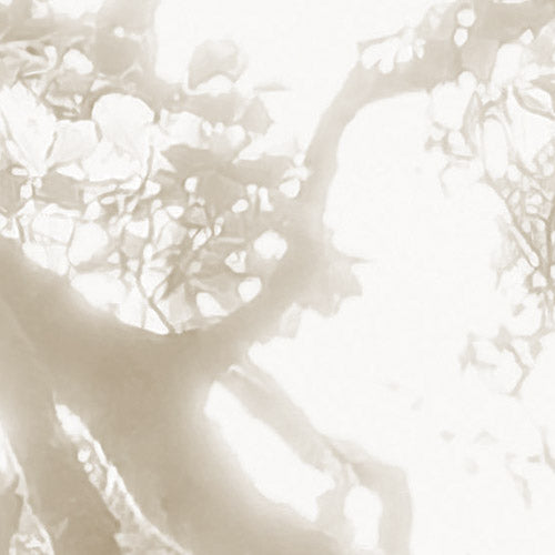 Komar NEU | Digitaldruck Vlies Fototapete - Bleached Birch - Größe 400 x 250 cm