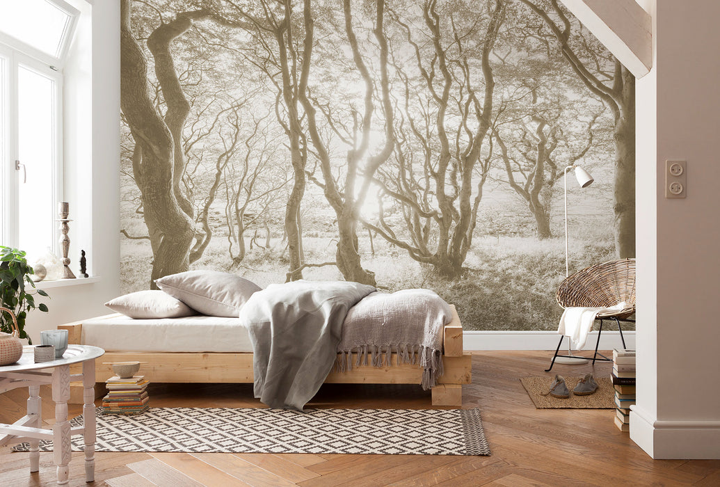 Digitaldruck Vlies Fototapete | Bleached Birch | 400 x 250 cm