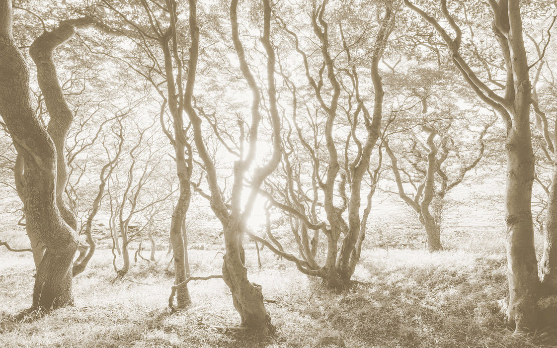 Komar NEU | Digitaldruck Vlies Fototapete - Bleached Birch - Größe 400 x 250 cm