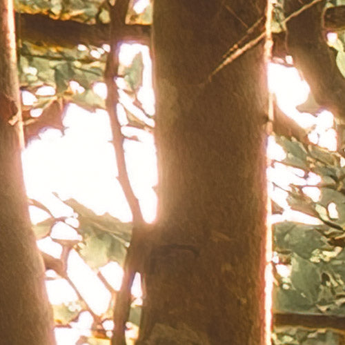 Komar NEU | Digitaldruck Vlies Fototapete - Bold Birch - Größe 400 x 250 cm