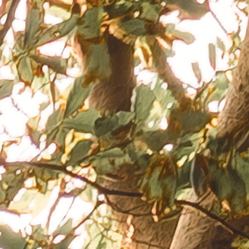 Komar NEU | Digitaldruck Vlies Fototapete - Bold Birch - Größe 400 x 250 cm