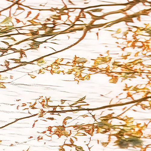 Komar NEU | Digitaldruck Vlies Fototapete - Bold Birch - Größe 400 x 250 cm