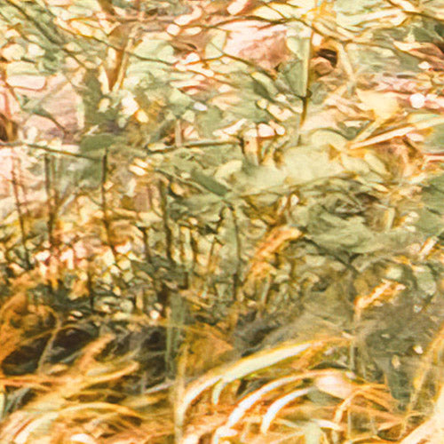 Komar NEU | Digitaldruck Vlies Fototapete - Bold Birch - Größe 400 x 250 cm