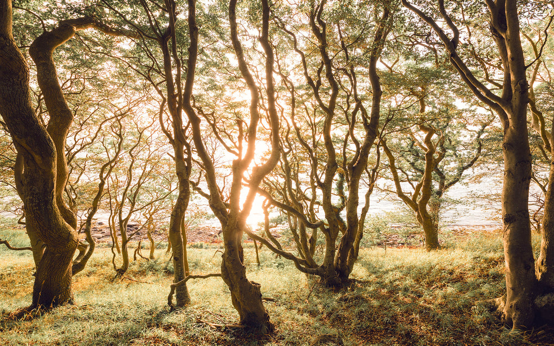 Digitaldruck Vlies Fototapete | Bold Birch | 400 x 250 cm