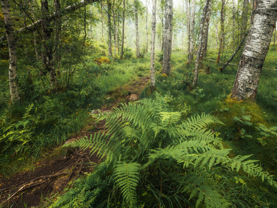 Komar NEU | Keilrahmenbild - Mystic Birch Grove - Größe 40 x 30 cm
