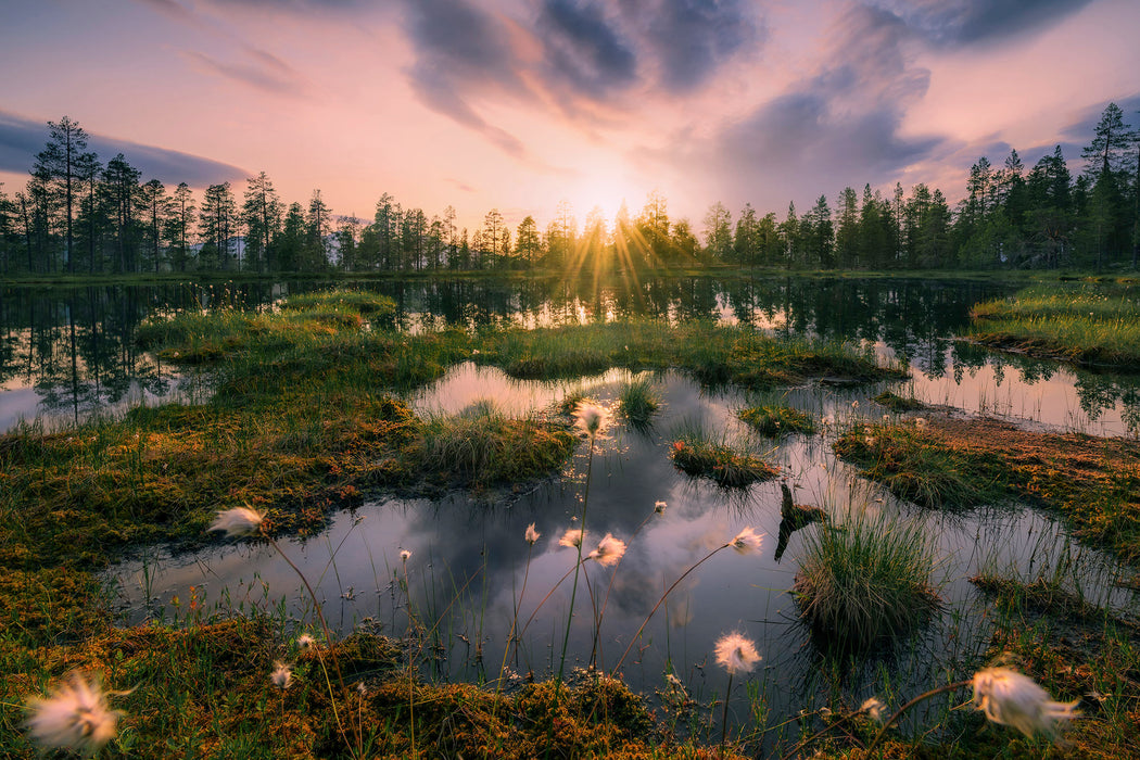 Komar NEU | Keilrahmenbild - Gloomy Swamps - Größe 60 x 40 cm