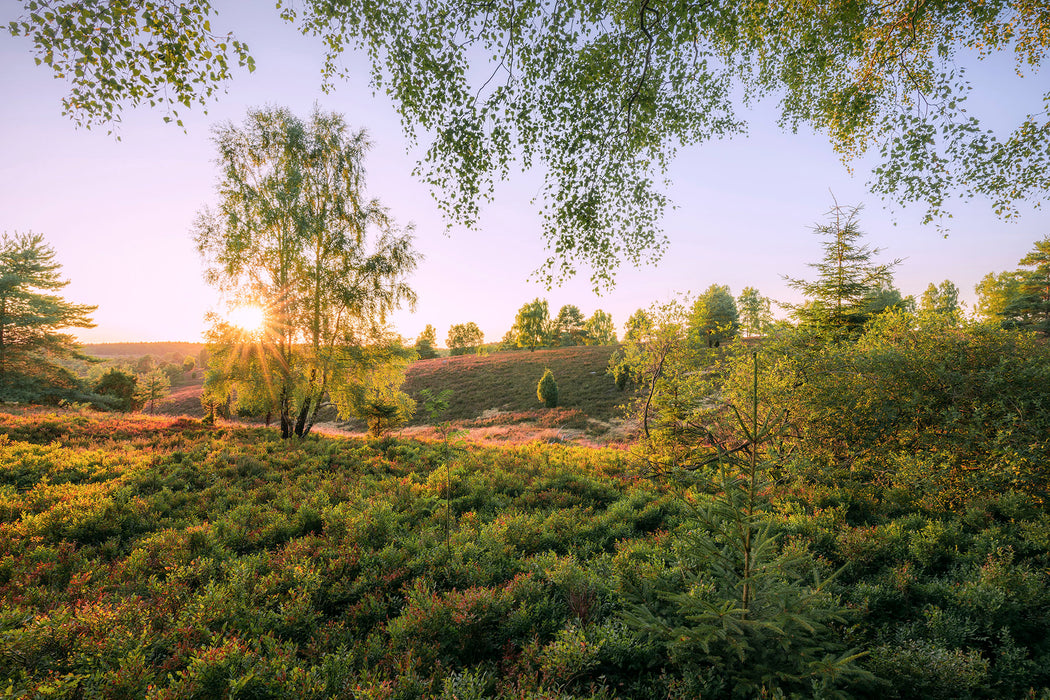 Komar NEU | Keilrahmenbild - Sommerabend - Größe 60 x 40 cm