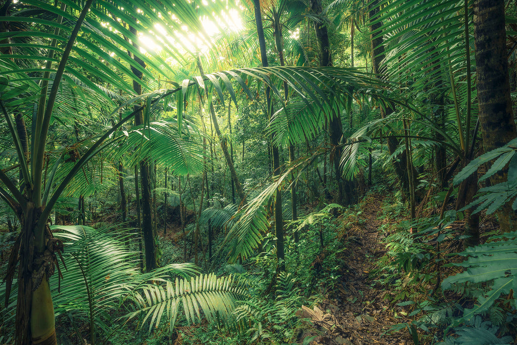 Komar NEU | Keilrahmenbild - Jungleflair - Größe 90 x 60 cm