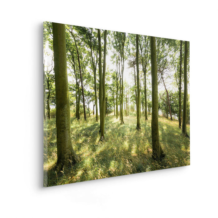 Keilrahmenbild | Dänische Buchen | 90 x 60 cm