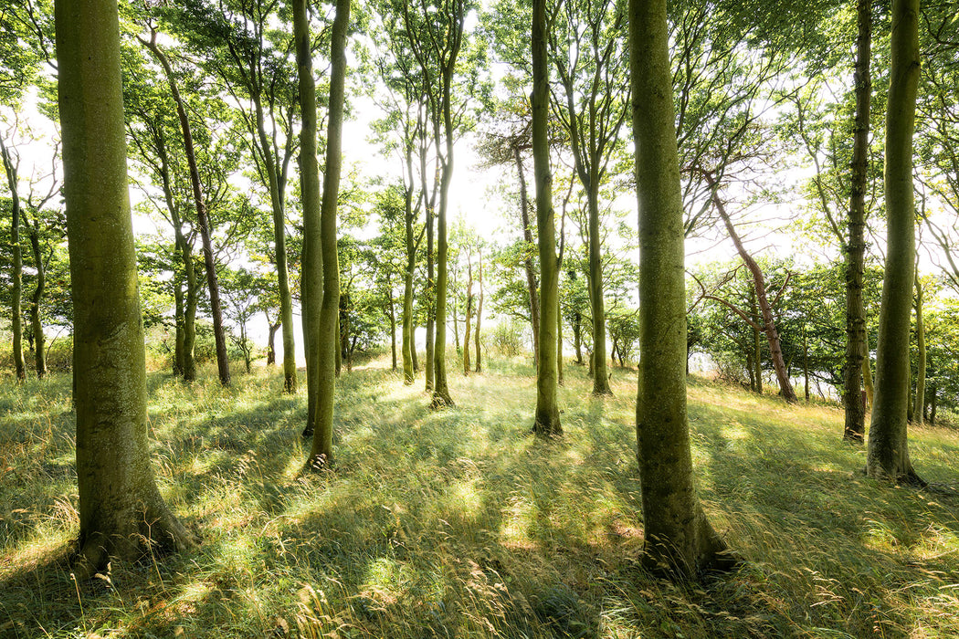 Komar NEU | Keilrahmenbild - Dänische Buchen - Größe 90 x 60 cm