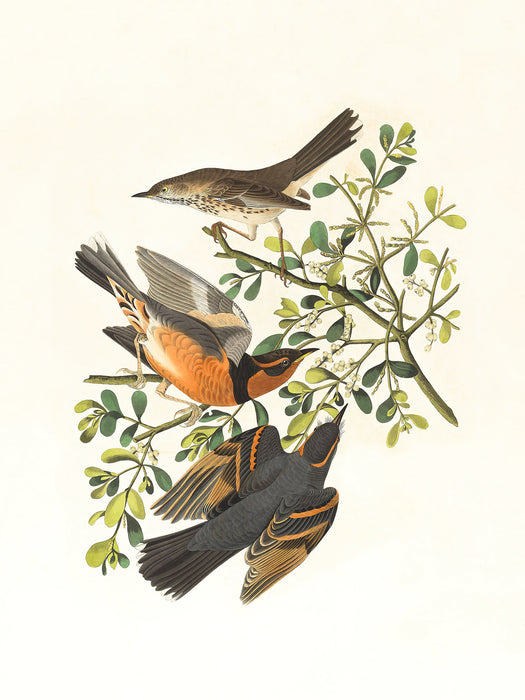 Komar NEU | Keilrahmenbild - Heidi - Größe 30 x 40 cm