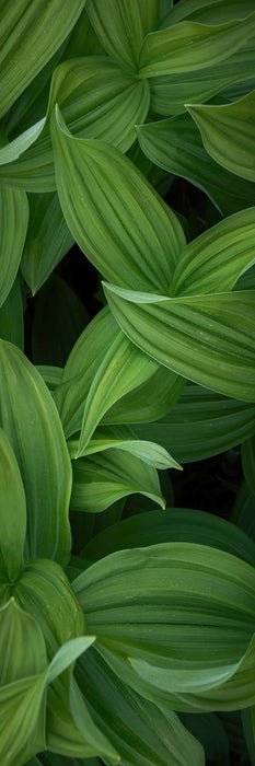 Komar NEU | Keilrahmenbild - Ancilla - Größe 30 x 90 cm