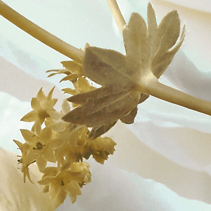 Digitaldruck Vlies Fototapete | Gentle Bloom | 200 x 250 cm