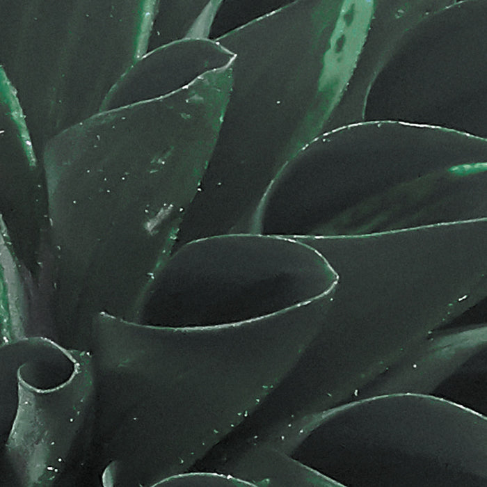 Digitaldruck Vlies Fototapete | Gentle Bloom | 200 x 250 cm