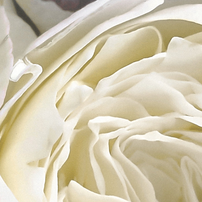 Digitaldruck Vlies Fototapete | Gentle Bloom | 200 x 250 cm