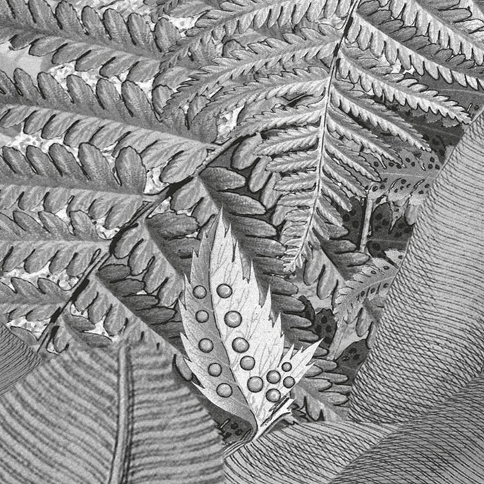 Digitaldruck Vlies Fototapete | Amazonia Black & White | 400 x 250 cm