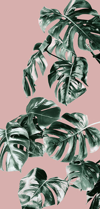 Digitaldruck Vlies Fototapete | Monstera Rosé Panel | 100 x 250 cm